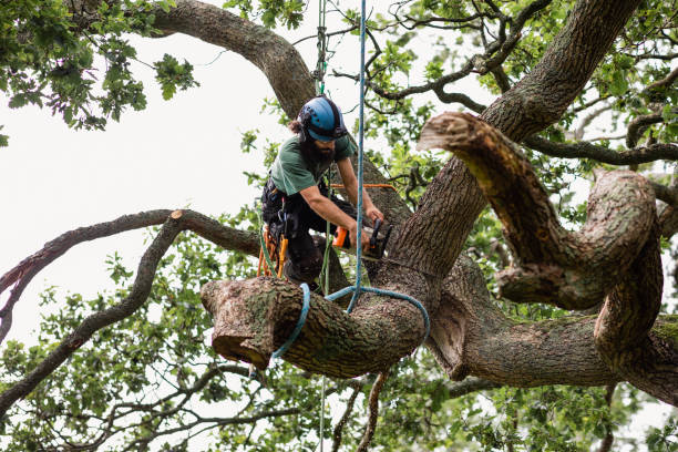 Professional Tree Care in Colfax, WA