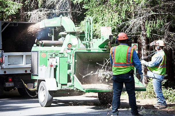 Tree and Shrub Care in Colfax, WA