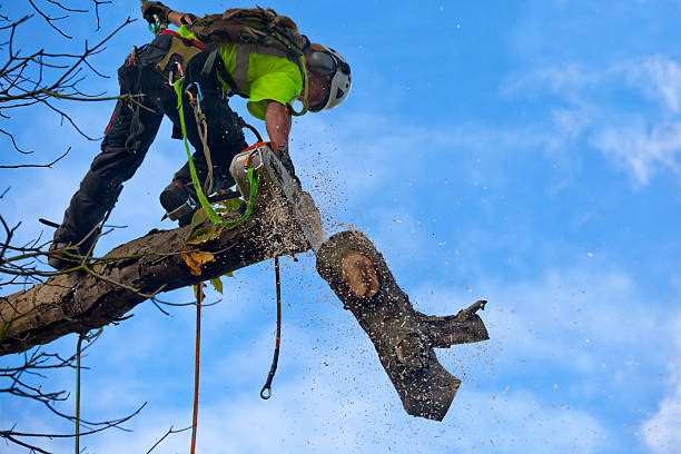 How Our Tree Care Process Works  in  Colfax, WA